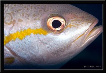 Night snapper by Chris Bacon 